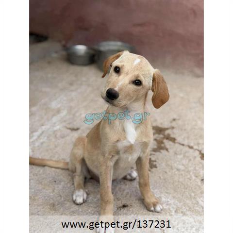 Δίνεται για υιοθεσία - χαρίζεται ημίαιμο κουτάβι