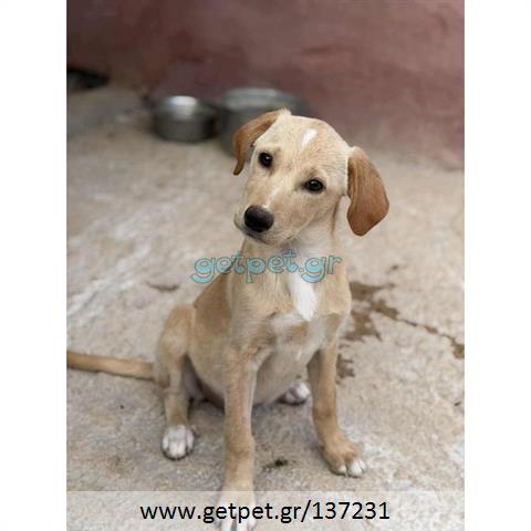 Δίνεται για υιοθεσία - χαρίζεται ημίαιμο κουτάβι