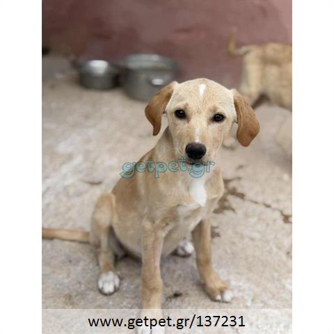 Δίνεται για υιοθεσία - χαρίζεται ημίαιμο κουτάβι