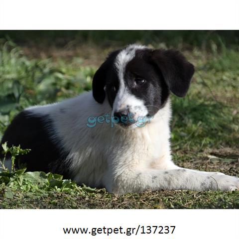 Δίνεται για υιοθεσία - χαρίζεται ημίαιμο κουτάβι