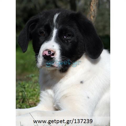 Δίνεται για υιοθεσία - χαρίζεται ημίαιμο κουτάβι