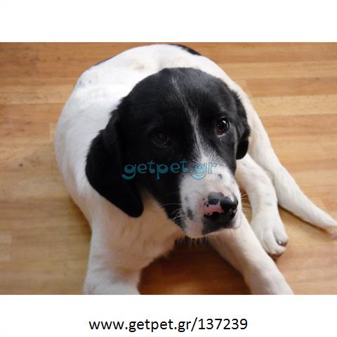 Δίνεται για υιοθεσία - χαρίζεται ημίαιμο κουτάβι