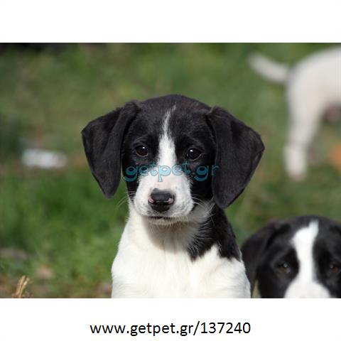 Δίνεται για υιοθεσία - χαρίζεται ημίαιμο κουτάβι