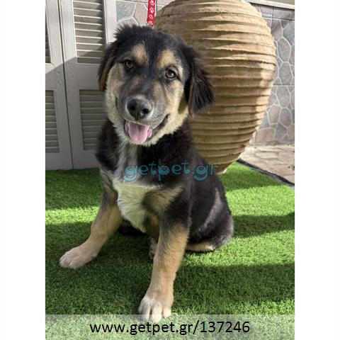 Δίνεται για υιοθεσία - χαρίζεται ημίαιμος σκυλάκος German Shepherd - Γερμανικός Ποιμενικός - Λυκόσκυλο