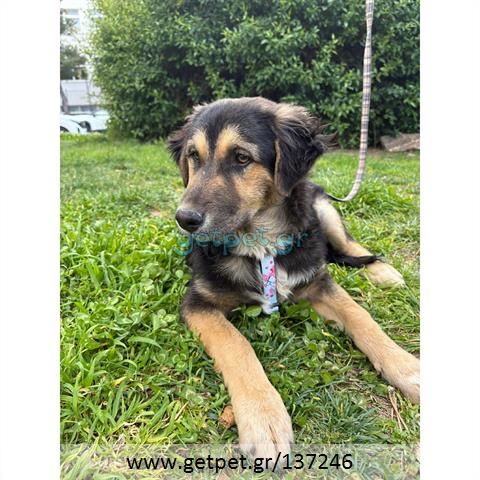 Δίνεται για υιοθεσία - χαρίζεται ημίαιμος σκυλάκος German Shepherd - Γερμανικός Ποιμενικός - Λυκόσκυλο