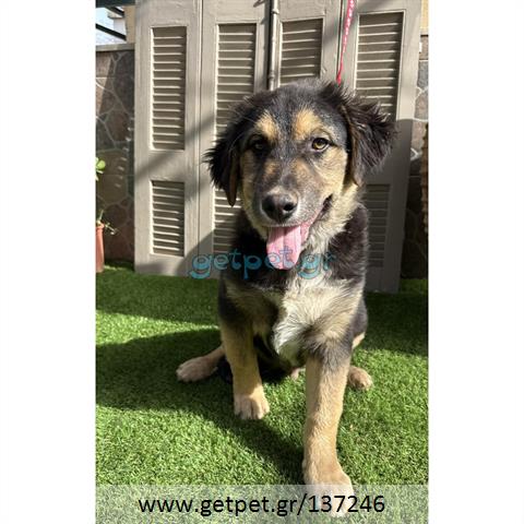 Δίνεται για υιοθεσία - χαρίζεται ημίαιμος σκυλάκος German Shepherd - Γερμανικός Ποιμενικός - Λυκόσκυλο