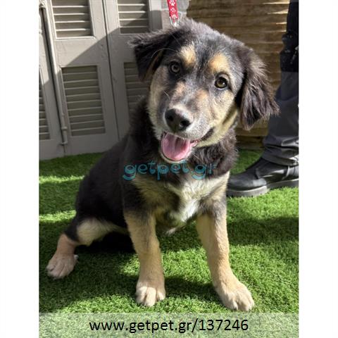 Δίνεται για υιοθεσία - χαρίζεται ημίαιμος σκυλάκος German Shepherd - Γερμανικός Ποιμενικός - Λυκόσκυλο