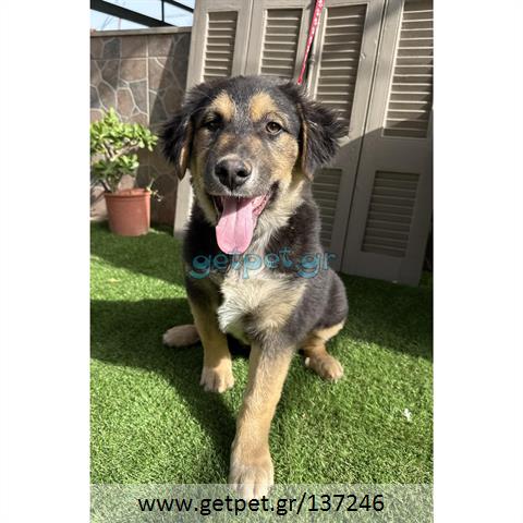 Δίνεται για υιοθεσία - χαρίζεται ημίαιμος σκυλάκος German Shepherd - Γερμανικός Ποιμενικός - Λυκόσκυλο
