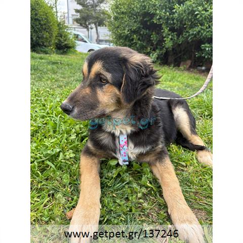 Δίνεται για υιοθεσία - χαρίζεται ημίαιμος σκυλάκος German Shepherd - Γερμανικός Ποιμενικός - Λυκόσκυλο