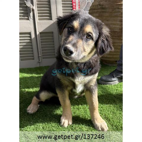 Δίνεται για υιοθεσία - χαρίζεται ημίαιμος σκυλάκος German Shepherd - Γερμανικός Ποιμενικός - Λυκόσκυλο