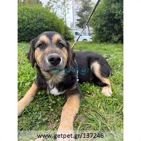 Δίνεται για υιοθεσία - χαρίζεται ημίαιμος σκυλάκος German Shepherd - Γερμανικός Ποιμενικός - Λυκόσκυλο