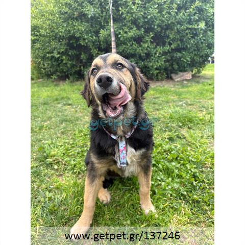 Δίνεται για υιοθεσία - χαρίζεται ημίαιμος σκυλάκος German Shepherd - Γερμανικός Ποιμενικός - Λυκόσκυλο