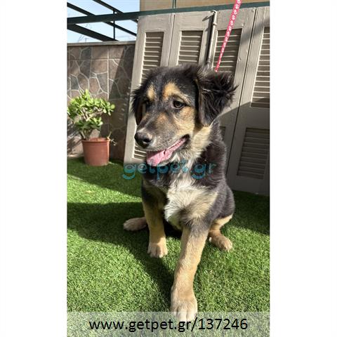 Δίνεται για υιοθεσία - χαρίζεται ημίαιμος σκυλάκος German Shepherd - Γερμανικός Ποιμενικός - Λυκόσκυλο