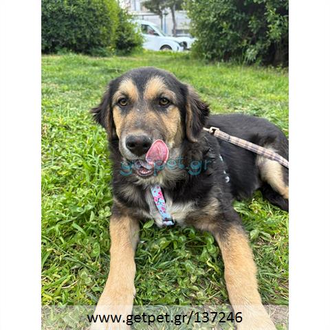 Δίνεται για υιοθεσία - χαρίζεται ημίαιμος σκυλάκος German Shepherd - Γερμανικός Ποιμενικός - Λυκόσκυλο