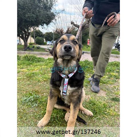 Δίνεται για υιοθεσία - χαρίζεται ημίαιμος σκυλάκος German Shepherd - Γερμανικός Ποιμενικός - Λυκόσκυλο