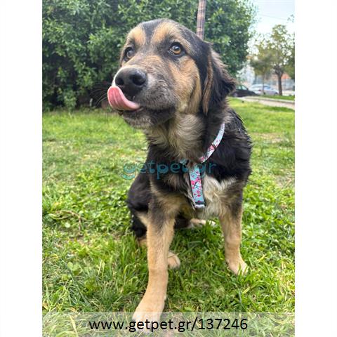 Δίνεται για υιοθεσία - χαρίζεται ημίαιμος σκυλάκος German Shepherd - Γερμανικός Ποιμενικός - Λυκόσκυλο