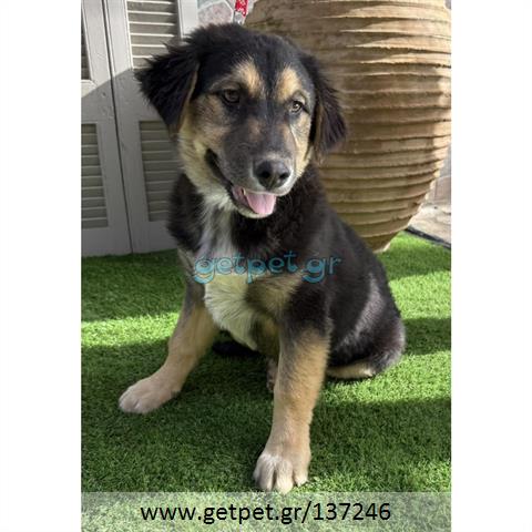 Δίνεται για υιοθεσία - χαρίζεται ημίαιμος σκυλάκος German Shepherd - Γερμανικός Ποιμενικός - Λυκόσκυλο