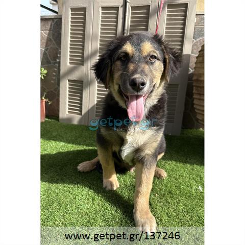 Δίνεται για υιοθεσία - χαρίζεται ημίαιμος σκυλάκος German Shepherd - Γερμανικός Ποιμενικός - Λυκόσκυλο