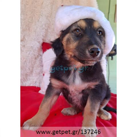 Δίνεται για υιοθεσία - χαρίζεται ημίαιμος σκυλάκος German Shepherd - Γερμανικός Ποιμενικός - Λυκόσκυλο