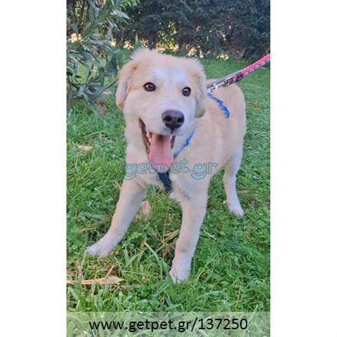 Δίνεται για υιοθεσία - χαρίζεται ημίαιμο κουτάβι Labrador Retriever - Λαμπραντόρ Ριτρίβερ