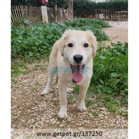Δίνεται για υιοθεσία - χαρίζεται ημίαιμο κουτάβι Labrador Retriever - Λαμπραντόρ Ριτρίβερ