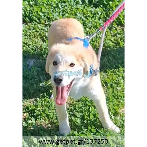 Δίνεται για υιοθεσία - χαρίζεται ημίαιμο κουτάβι Labrador Retriever - Λαμπραντόρ Ριτρίβερ