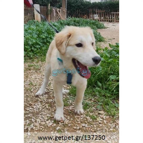 Δίνεται για υιοθεσία - χαρίζεται ημίαιμο κουτάβι Labrador Retriever - Λαμπραντόρ Ριτρίβερ