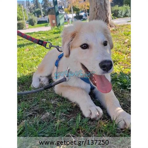 Δίνεται για υιοθεσία - χαρίζεται ημίαιμο κουτάβι Labrador Retriever - Λαμπραντόρ Ριτρίβερ