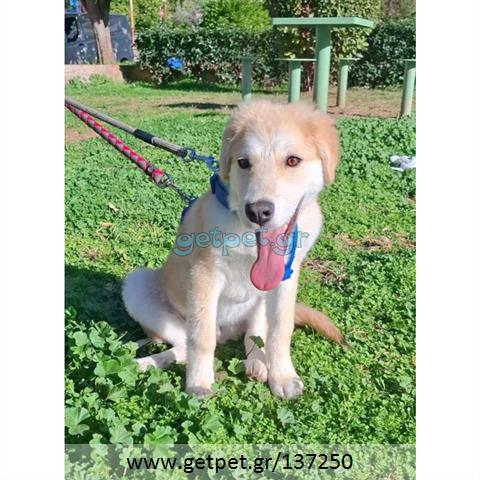 Δίνεται για υιοθεσία - χαρίζεται ημίαιμο κουτάβι Labrador Retriever - Λαμπραντόρ Ριτρίβερ