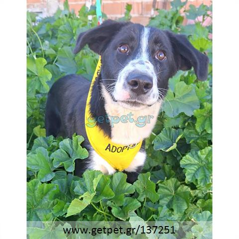 Δίνεται για υιοθεσία - χαρίζεται ημίαιμος σκυλάκος