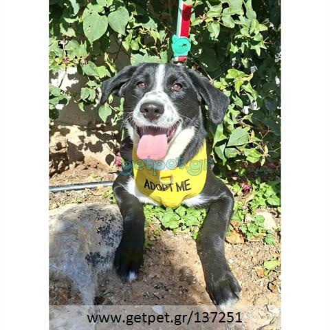 Δίνεται για υιοθεσία - χαρίζεται ημίαιμος σκυλάκος