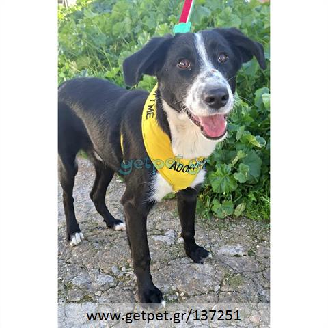 Δίνεται για υιοθεσία - χαρίζεται ημίαιμος σκυλάκος