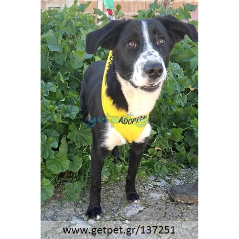Δίνεται για υιοθεσία - χαρίζεται ημίαιμος σκυλάκος