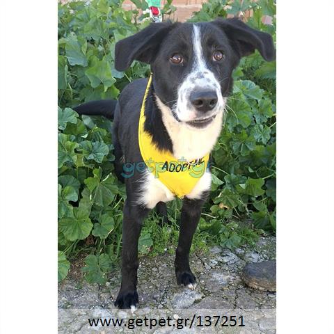 Δίνεται για υιοθεσία - χαρίζεται ημίαιμος σκυλάκος