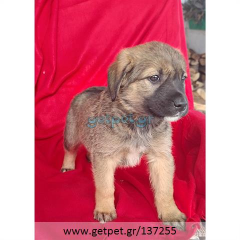 Δίνεται για υιοθεσία - χαρίζεται ημίαιμο κουτάβι German Shepherd - Γερμανικός Ποιμενικός - Λυκόσκυλο