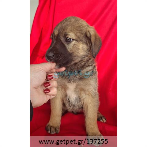 Δίνεται για υιοθεσία - χαρίζεται ημίαιμο κουτάβι German Shepherd - Γερμανικός Ποιμενικός - Λυκόσκυλο