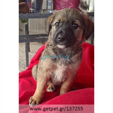 Δίνεται για υιοθεσία - χαρίζεται ημίαιμο κουτάβι German Shepherd - Γερμανικός Ποιμενικός - Λυκόσκυλο