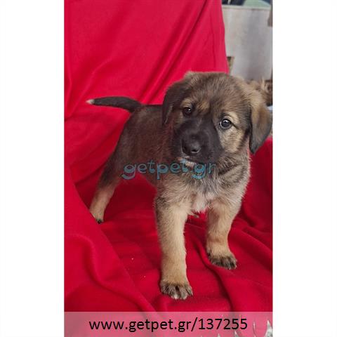 Δίνεται για υιοθεσία - χαρίζεται ημίαιμο κουτάβι German Shepherd - Γερμανικός Ποιμενικός - Λυκόσκυλο