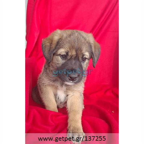 Δίνεται για υιοθεσία - χαρίζεται ημίαιμο κουτάβι German Shepherd - Γερμανικός Ποιμενικός - Λυκόσκυλο