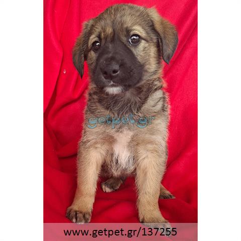 Δίνεται για υιοθεσία - χαρίζεται ημίαιμο κουτάβι German Shepherd - Γερμανικός Ποιμενικός - Λυκόσκυλο