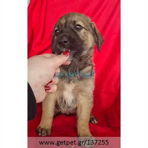 Δίνεται για υιοθεσία - χαρίζεται ημίαιμο κουτάβι German Shepherd - Γερμανικός Ποιμενικός - Λυκόσκυλο