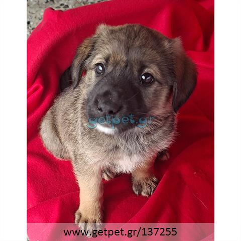 Δίνεται για υιοθεσία - χαρίζεται ημίαιμο κουτάβι German Shepherd - Γερμανικός Ποιμενικός - Λυκόσκυλο