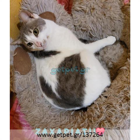 Δίνεται για υιοθεσία - χαρίζεται ημίαιμος γάτος