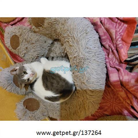 Δίνεται για υιοθεσία - χαρίζεται ημίαιμος γάτος