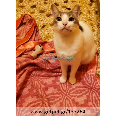 Δίνεται για υιοθεσία - χαρίζεται ημίαιμος γάτος