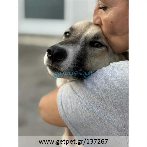 Δίνεται για υιοθεσία - χαρίζεται ημίαιμη σκυλίτσα