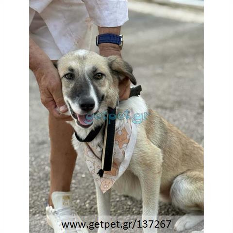 Δίνεται για υιοθεσία - χαρίζεται ημίαιμη σκυλίτσα
