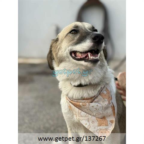 Δίνεται για υιοθεσία - χαρίζεται ημίαιμη σκυλίτσα