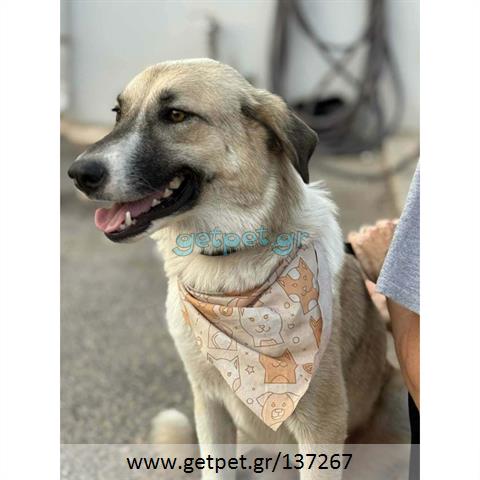 Δίνεται για υιοθεσία - χαρίζεται ημίαιμη σκυλίτσα