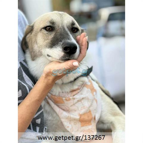Δίνεται για υιοθεσία - χαρίζεται ημίαιμη σκυλίτσα